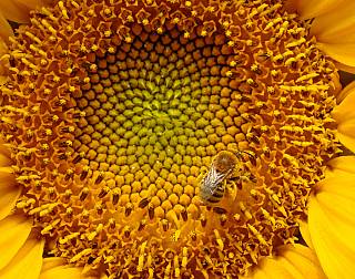 prints/12_sunflower_bee_1565154767.jpg