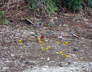 photography/bird_gathering_1563691191.jpg