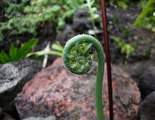 photography/fern_1563691192.jpg