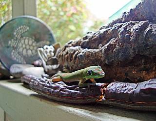photography/gecko_1563691193.jpg