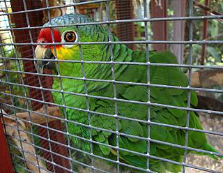 photography/jailed_bird_1563691191.jpg