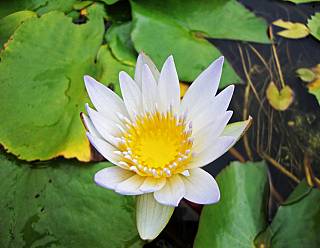 photography/lotus_1563691193.jpg