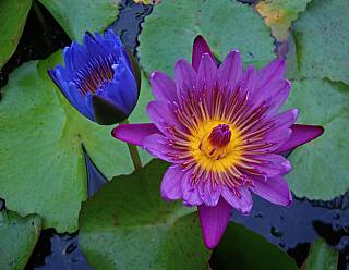 photography/lotus_2_1563691189.jpg