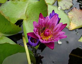 photography/lotus_bee_1563691192.jpg