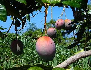 photography/mangos_1563691191.jpg