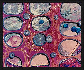 microbes_1564712117.jpg