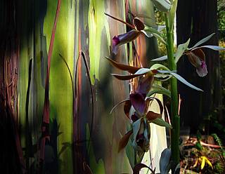 photography/s_kona_forest_1563691190.jpg