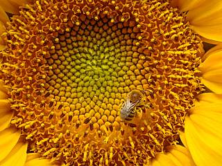 photography/sunflower_bee_1563691189.jpg
