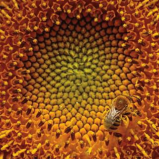 stickers2/sunflower_bee_1563785616.jpg
