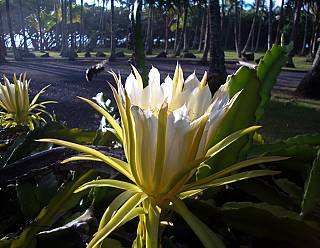 photography/warm_ponds__bee___flower_1563691189.jpg
